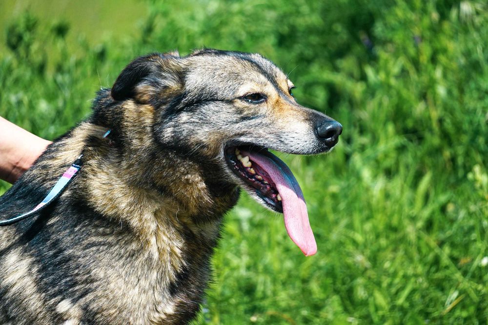 GUTEK - wesoły psiak szuka domu