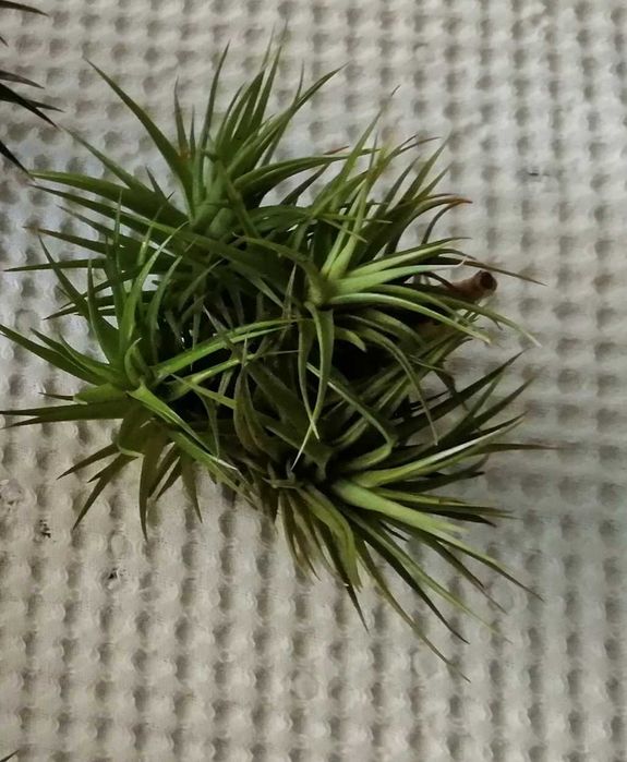 Air plant, does not require substrate64752265264643122