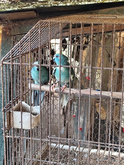 Cedo casal de karikikis aves de 2025