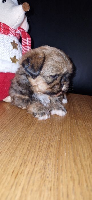 Malutki piesek shitzu