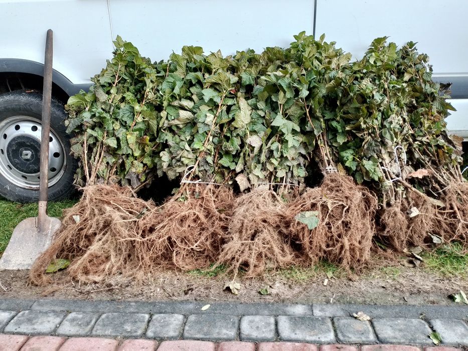 Sadzonki Porzeczka  czarna Agrest Biały czerwony
