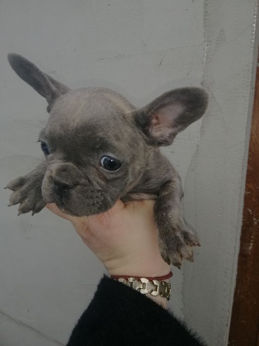 Французики хлопчи та дівчатка є доставка