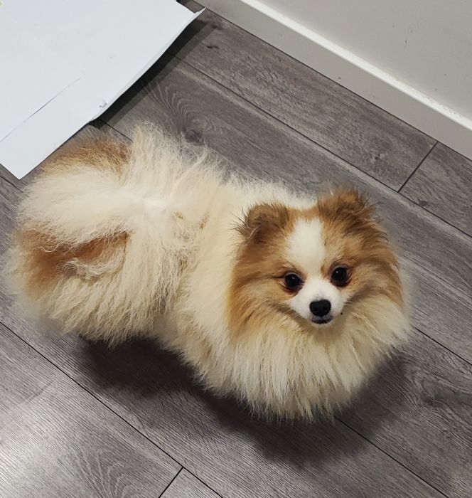Lulu da Pomerânia (Spitz) anão