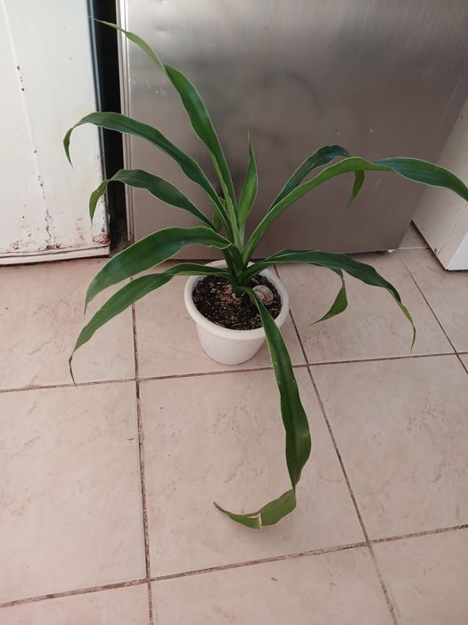 Пальма Юка 2 штуки