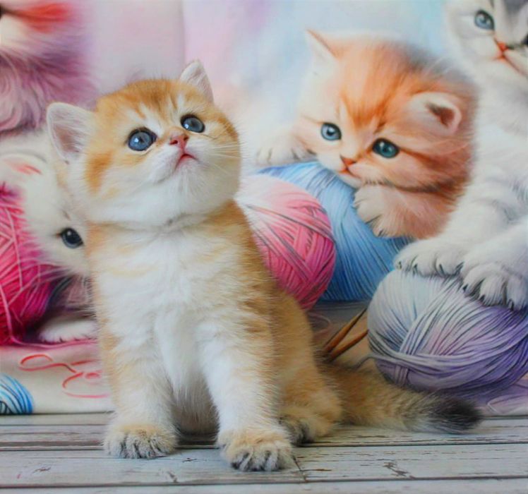 Золотий британський хлопчик , про якого мріє кожен, бо він чудо