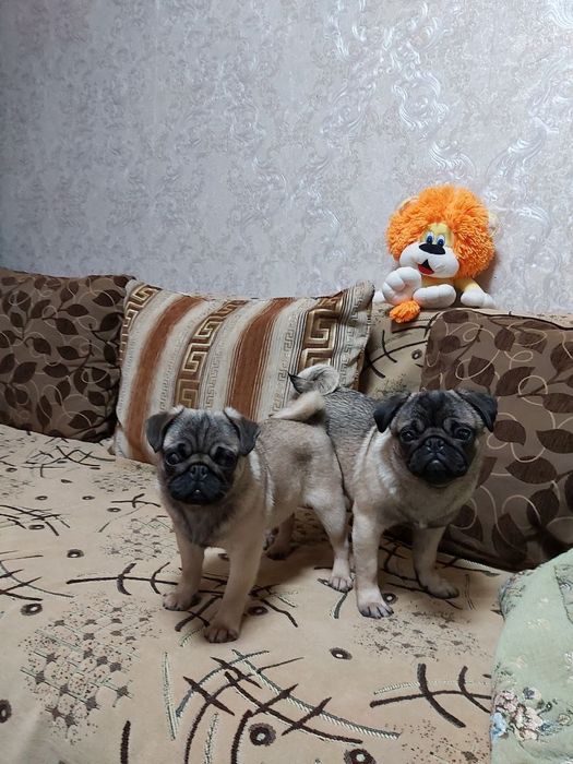 Девочки порода мопс