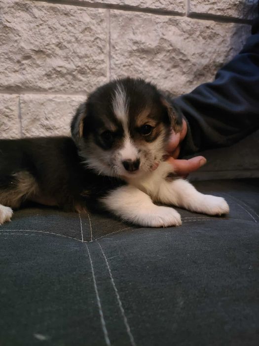Kowu mały welsh z ogonkiem