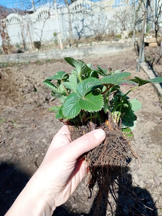 Саджанці полуниці Альба