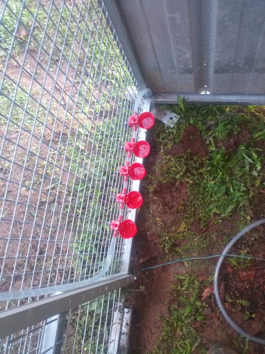 Bebedouros para  aves