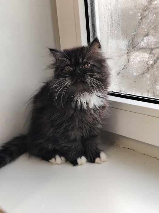 Нежная персидская девочка