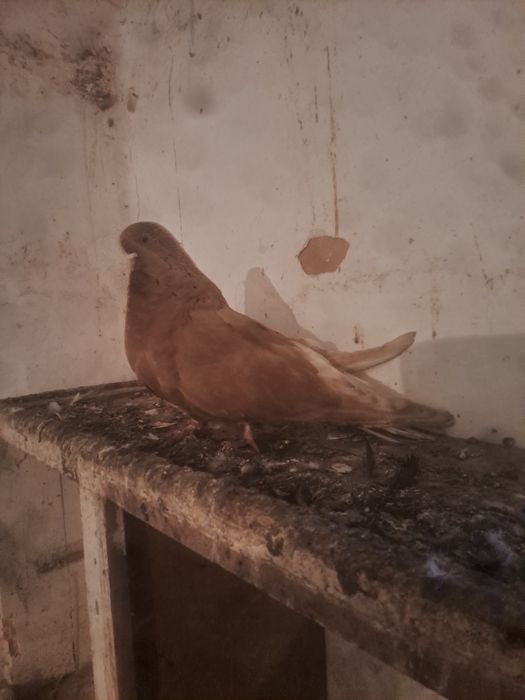 Gołebie orliki samiec