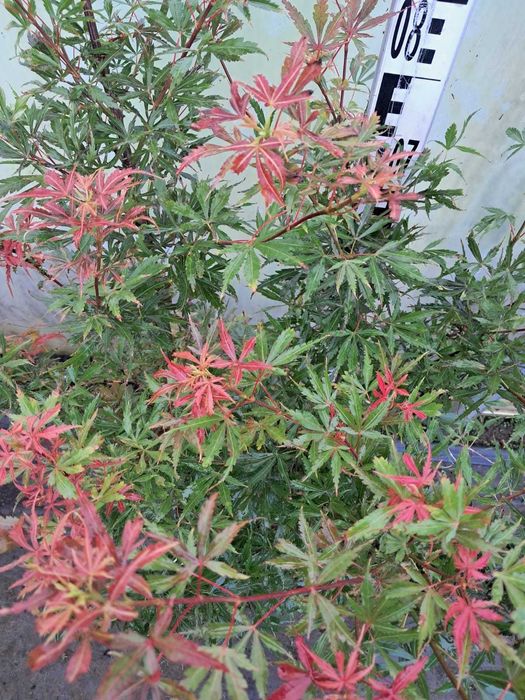 Klon Palmowy Jerre Schwartz