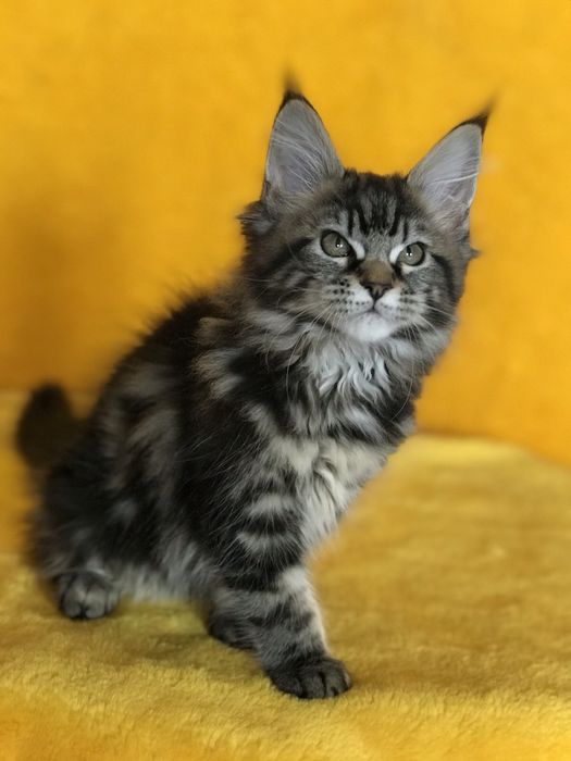 Діачинка чорний мармуровий