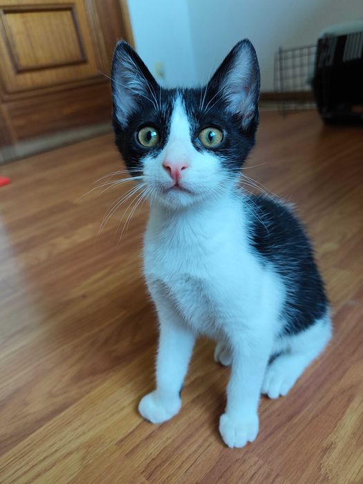 Gatinho para adoção responsável BRAGA