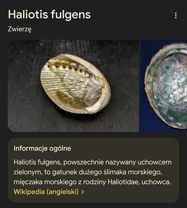 Zestaw muszle z oceanu Murex Tutufa bubo Bursidae Rak zodiak Abalone