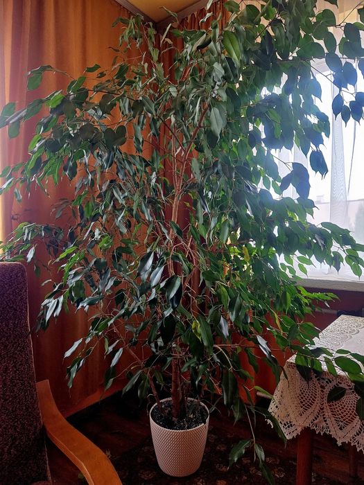 Sprzedam Figowiec benjamina