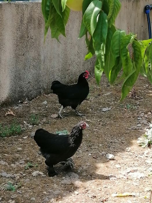 Casal Garnizos Pequim com 4 meses de idade