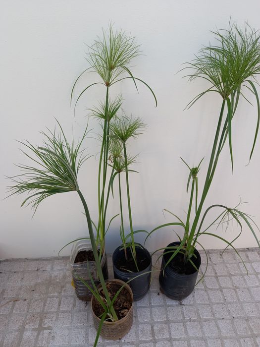 Pés de papiro ou vassourinhas lagos ou jardins