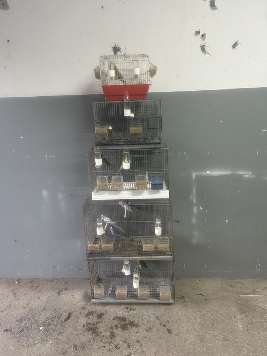 Agaporni e Periquitos