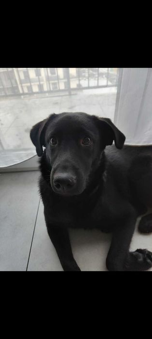 labrador szczeniak