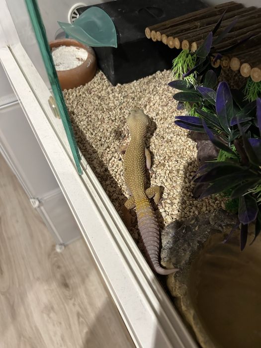 Gekon z terarium