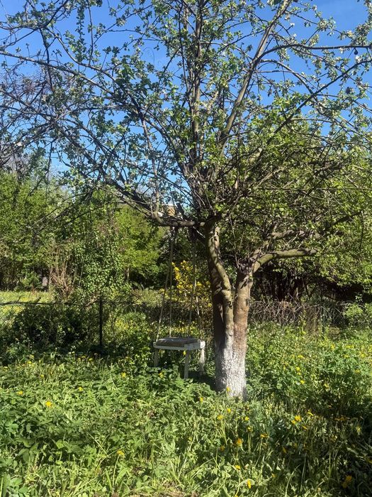 PROMOCJA Dwie połączone działki ROD Mandragora Saska Kępa - razem 1000 m² - Widok 4