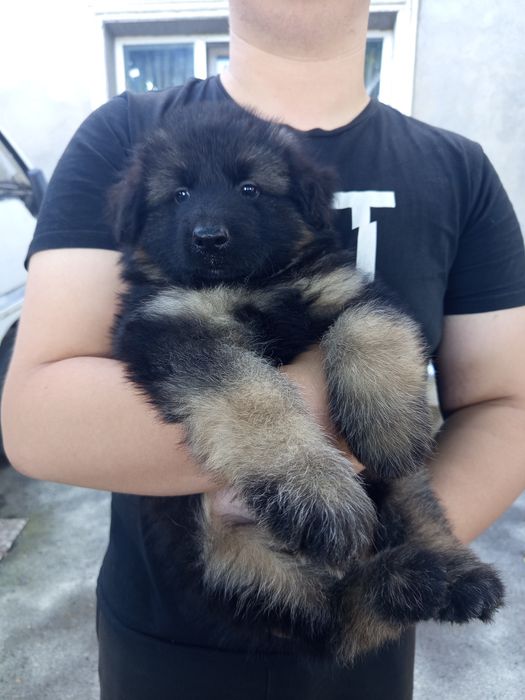 Продам щенка немецкой овчарки
