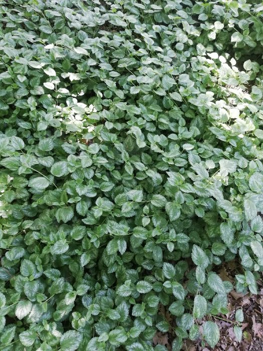 Gajowiec żółty 25sztuk