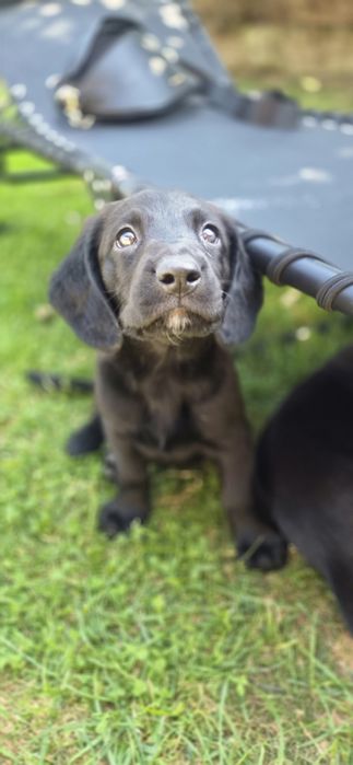 Wspaniałe szczeniaki w typie labradora szukają domów!
