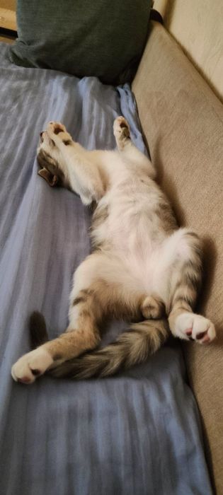 Кошеня Батон 3 міс