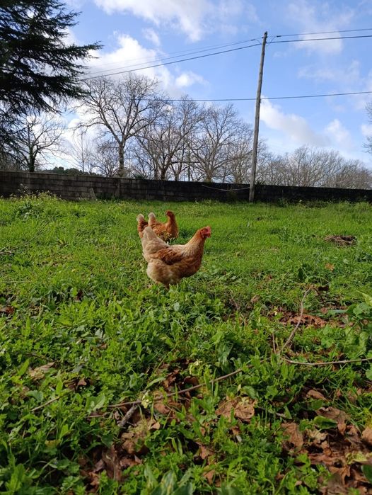 Ovos Biológicos Frescos – Produção em Pasto