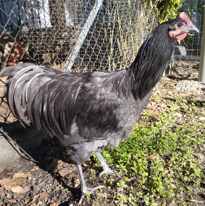 Austrolop azul e Splash machos