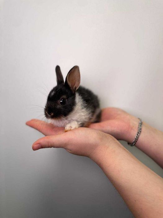 Маленькі кролики до Святого Миколаю, ідеальний подарунок для дітей