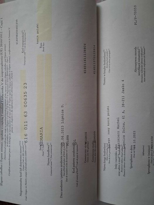 Konik Polski klacz - sprzedam