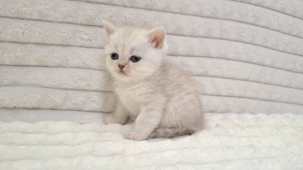 Серебристая шиншилла