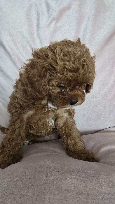 Cavapoo,  F1b, sunia