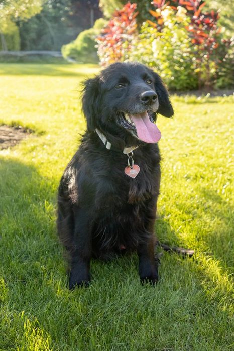 Flat Coated Retriever.