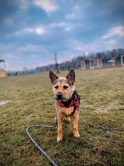 Tadzio - młodziutki terierek do adopcji!