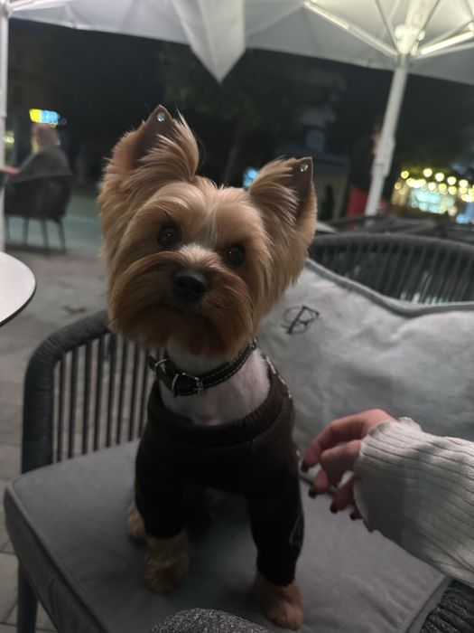 Вʼязка Йорка хлопчик