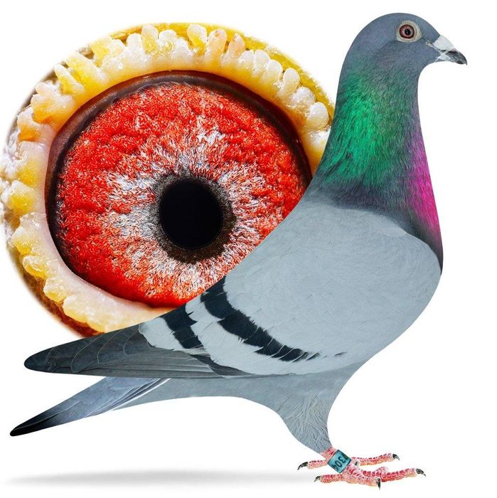 Gołębie Schellens,Drapa,Jansen,Van Dyck