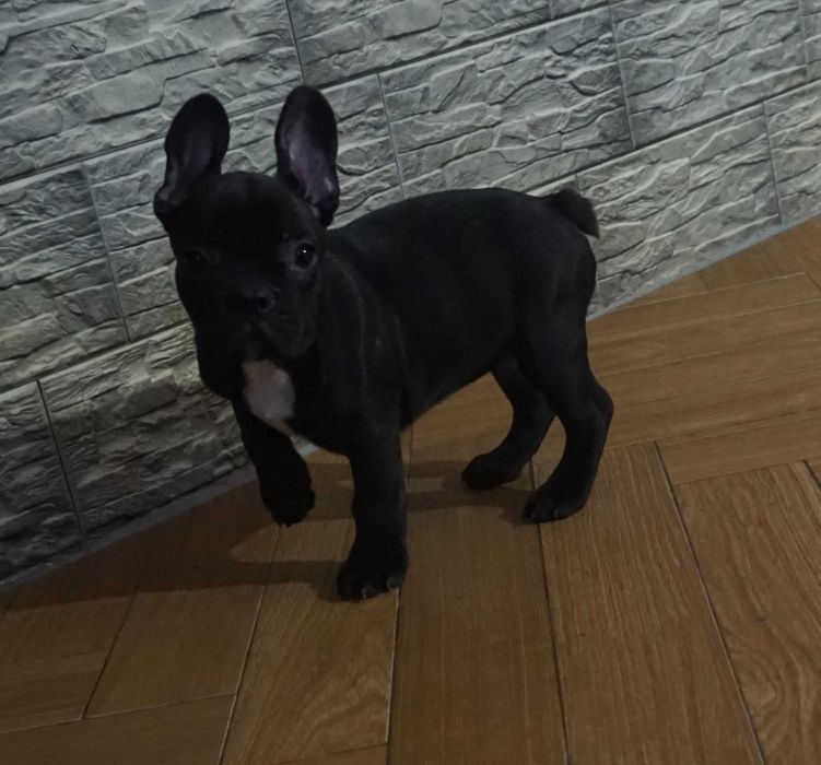 czarny krecik  z białym piesek buldog francuski