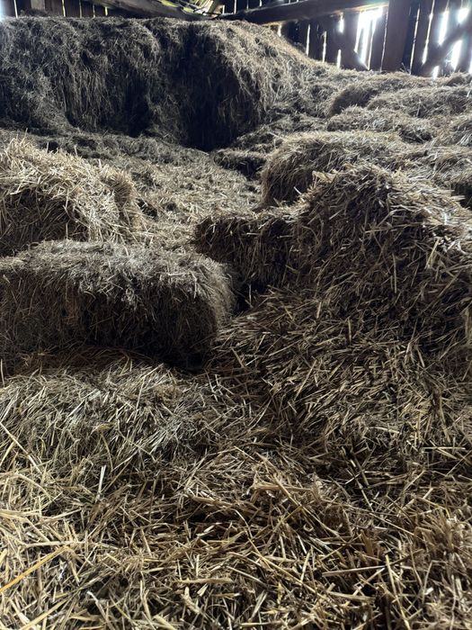 Sloma w kostkach/siano