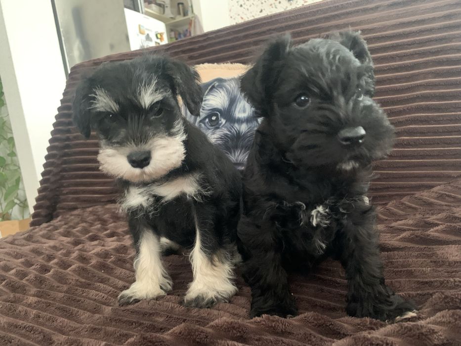 Цвергшнауцер.