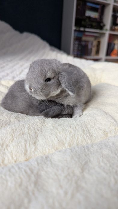 Mini lop króliki miniaturki małe karzełki  mini lop niebieski blue