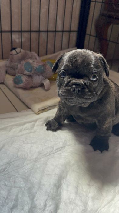 Bulldog Francês macho top