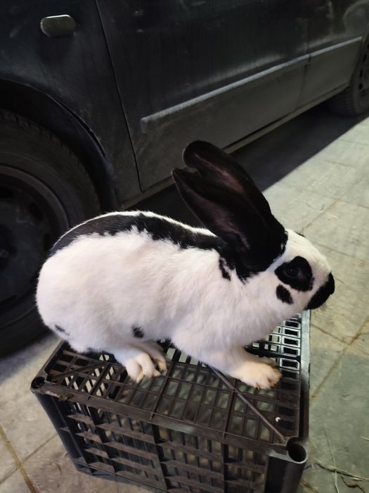 Samiec Srokacz Niemiecki