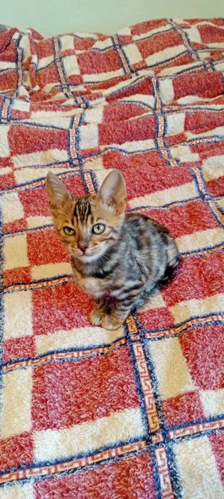 Бенгальские котята — маленькие леопарды у вас дома!