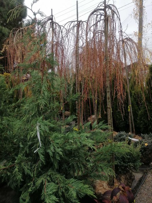 Смарагд Спартан Блю арроу