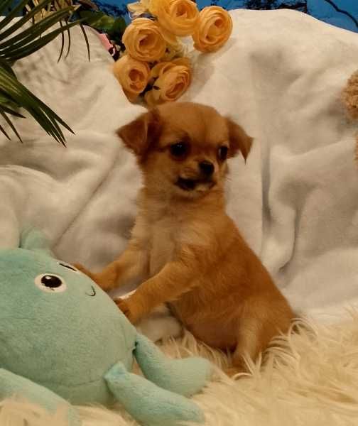 Chihuahua długowłosy chłopiec