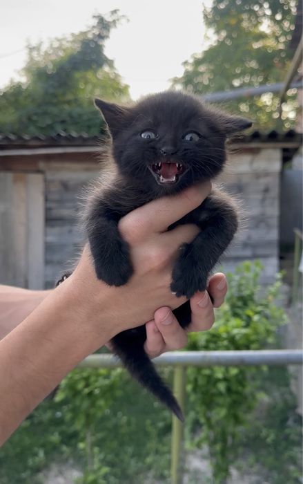 Гарні кошенята